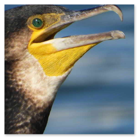 cormorani