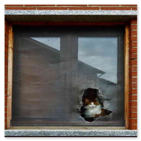 007 operazione gatto